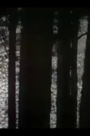 Poster de Curta Forest Murmurs (1947)