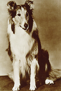 Pal The Dog - Poster 1