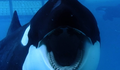 Blackfish Fúria Animal