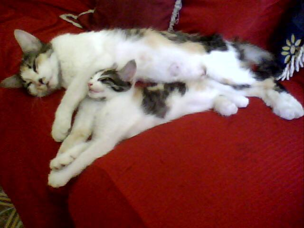 Alice - Foto 2