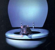 Rat