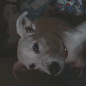 Foto de perfil de Vitor