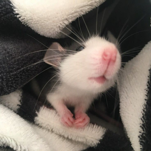 Foto de perfil de akemi