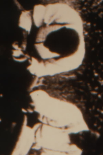 Poster de Curta Looting for Rodney (1995)