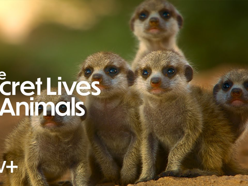 Foto 6 de A vida Secreta dos Animais