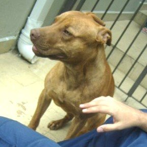 Foto de perfil de Andre Gil Dell Antonia