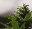 Weed