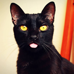 Foto de perfil de Mariana