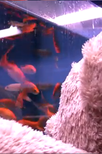 Poster de Curta Misery Bear - New Friend (2010)