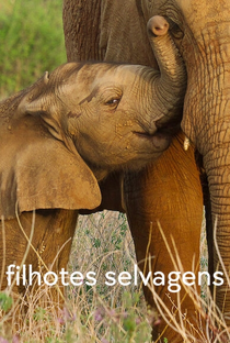 Filhotes Selvagens (1ª Temporada) - Poster / Capa / Cartaz - Oficial 4