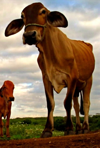 Poster 1 de Curta Monte Pedral (2012)