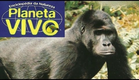 Planeta Vivo - Os Gorilas de Montanha