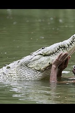 O Homem Que Nada com Crocodilos (The Man Who Swims With Crocodiles)
