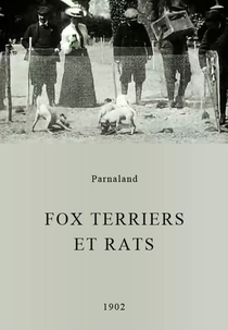 Fox terriers et rats (Fox terriers et rats)