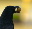 Finding Food