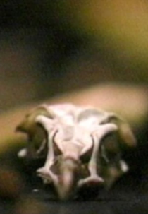 Site/Recite (a prologue) (Site/Recite (a prologue))