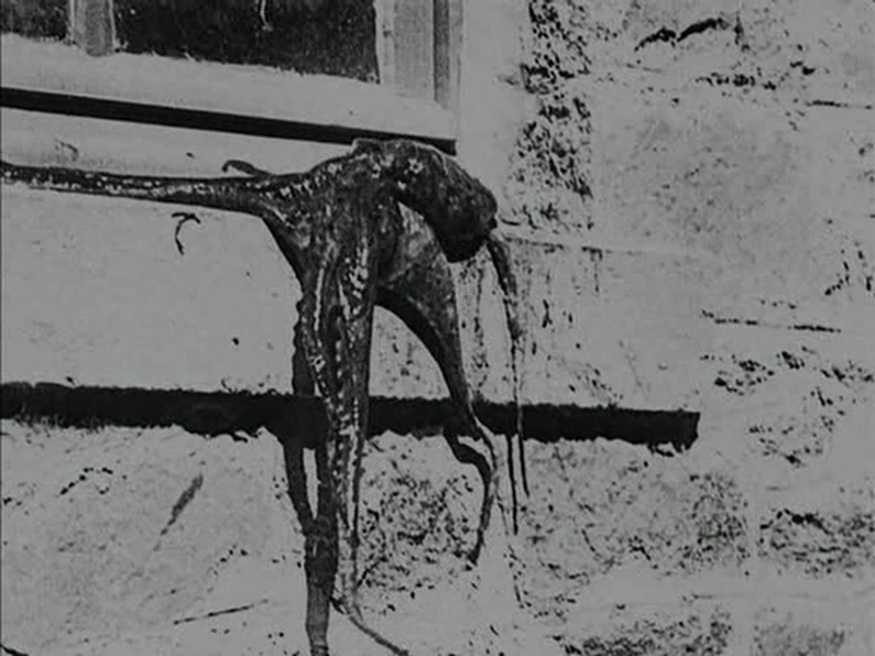 Foto 3 de La Pieuvre