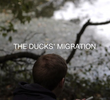 The Duck's Migration