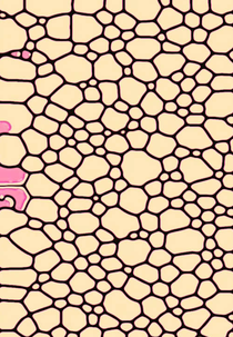 ☗ Alph. (☗ Alph.)