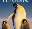 Segredos dos Pinguins