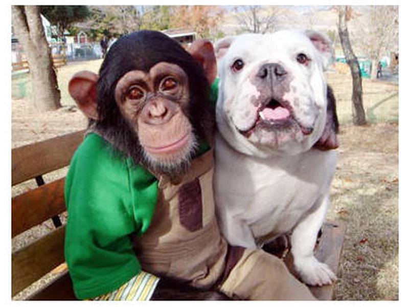 Foto 8 de Tensai! Shimura Dōbutsuen