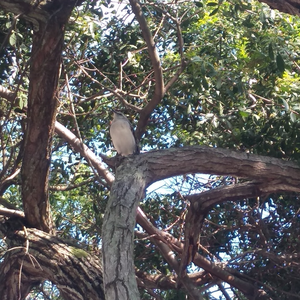 Foto de perfil de Thauany