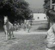 Horses Stampede
