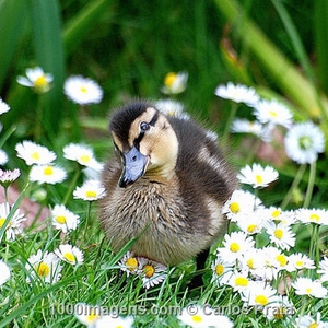 Foto de perfil de Marina Sands