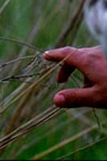 Parmi Nous  (Parmi Nous )