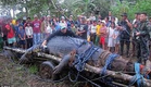 The capture of the biggest crocodile Lolong world record in the Philippines