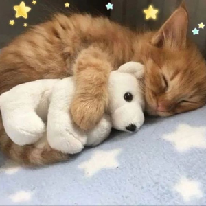 Foto de perfil de lay