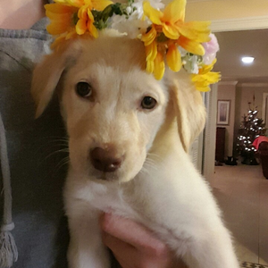 Foto de perfil de Grieco