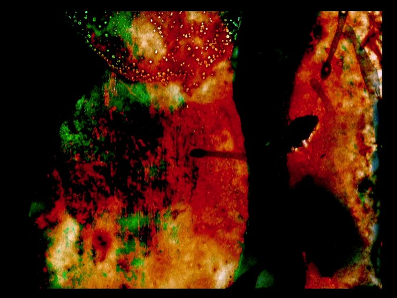 Foto 1 de Untitled (For Marilyn)