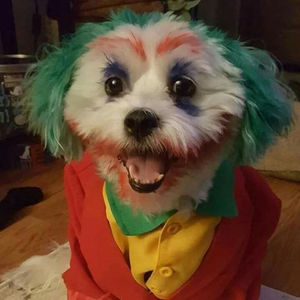 Foto de perfil de THE CORINGA'S DOG