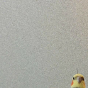 Foto de perfil de Juliana