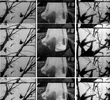 Tree Dance