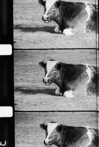 Poster 1 de Curta La Vache qui rumine (1969)