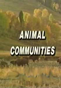 Animais em Comunidades (Animal Communities )