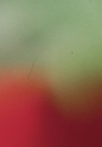 Light Licks: Pardes: Counting Flowers on the Wall (Light Licks: Pardes: Counting Flowers on the Wall)