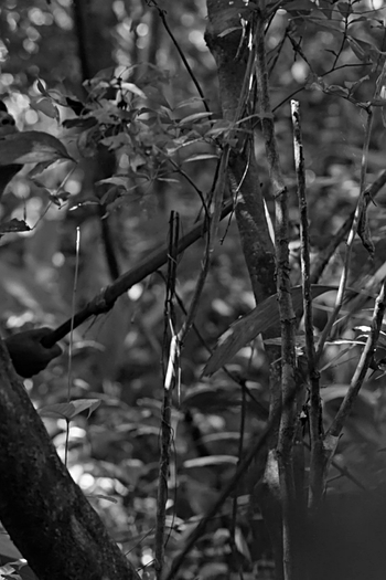  de Curta Osmildo (2019)