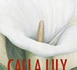 Calla Lily