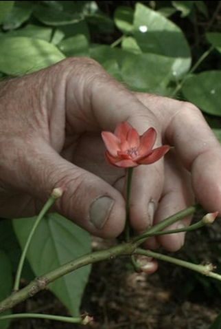 Poster 3 de Filme 7 Caminhadas com Mark Brown (2024)