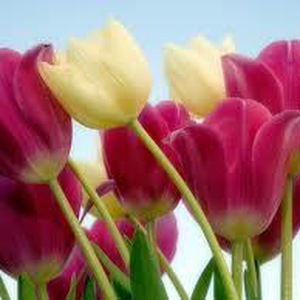 Foto de perfil de Larissa Ribeiro