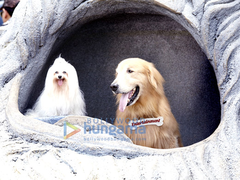 Foto 13 de Entertainment