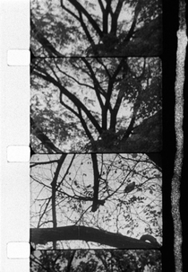 3/60: Trees in Autumn (3/60: Bäume im Herbst)