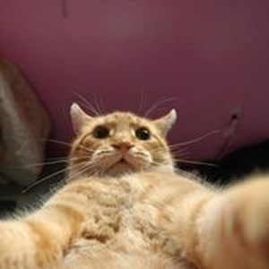 Foto de perfil de Matheus Gomes