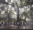 The Queen of Trees