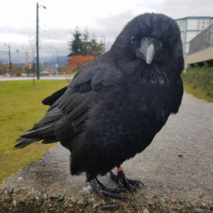 Foto de perfil de Daniel Nachmanowicz