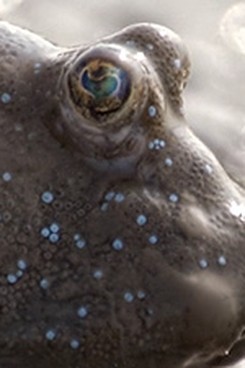 Poster de Episódio Fish (2009)