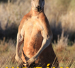 Austrália - Vida Selvagem